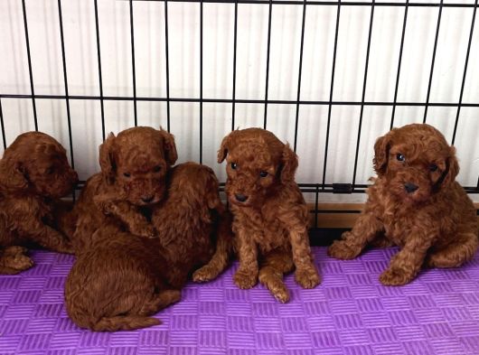 Aşılı Garantili Toy Poodle Yavrular