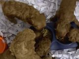 Aşılı Garantili Toy Poodle Yavrular