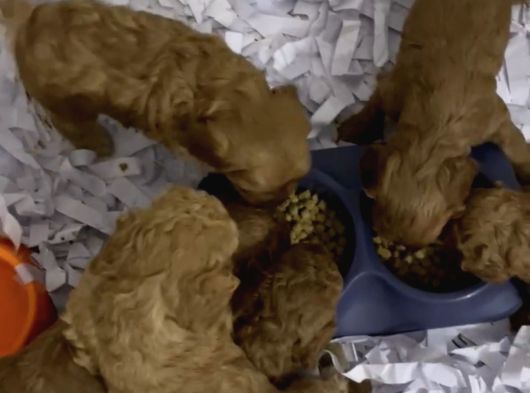 Aşılı Garantili Toy Poodle Yavrular görsel