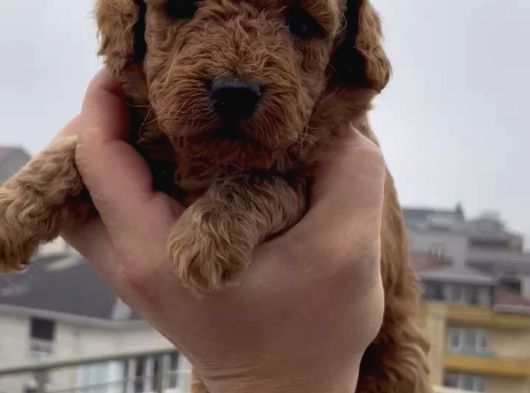 Aşılı Garantili Toy Poodle Yavrular görsel