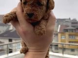 Aşılı Garantili Toy Poodle Yavrular