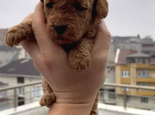 Aşılı Garantili Toy Poodle Yavrular görsel
