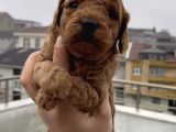 Aşılı Garantili Toy Poodle Yavrular