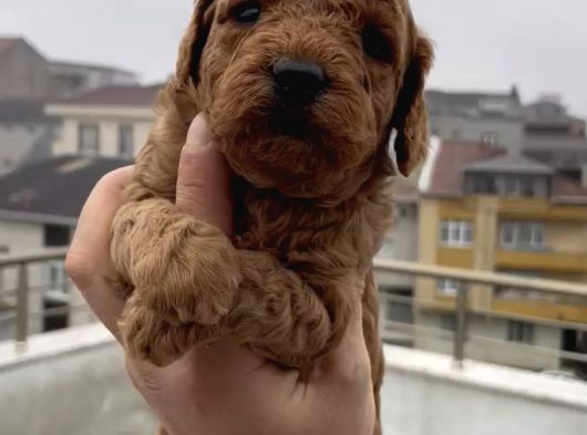 Aşılı Garantili Toy Poodle Yavrular görsel