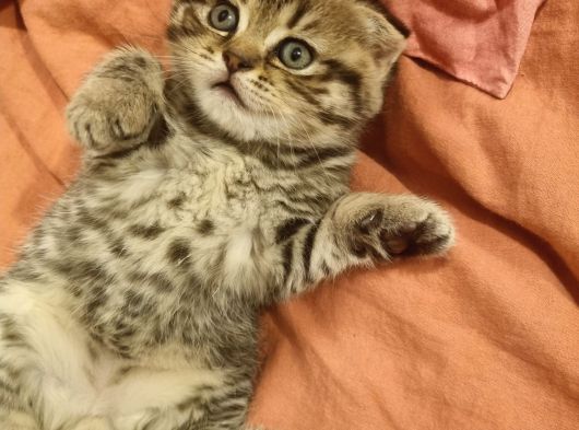 Pamuk Şekerlerim görsel