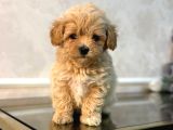MALTİPOO CİNSİ YAVRULAR EV ÜRETİMİ