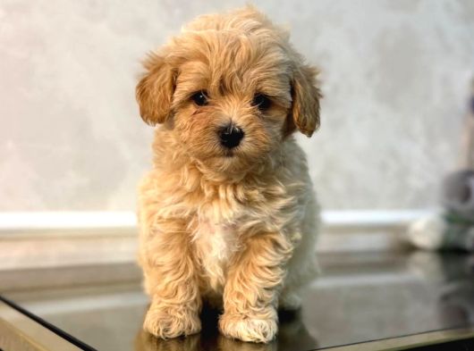 MALTİPOO CİNSİ YAVRULAR EV ÜRETİMİ