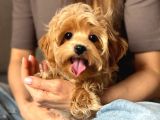 TOY POODLE SEVİMLİ YAVRULAR EV ÜRETİMİ