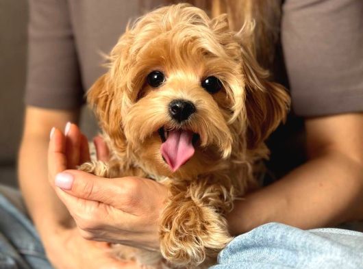 Toy Poodle Sevi̇mli̇ Yavrular Ev Üreti̇mi̇