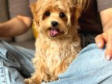 Toy Poodle Sevi̇mli̇ Yavrular Ev Üreti̇mi̇