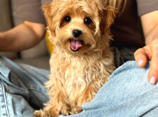 Toy Poodle Sevi̇mli̇ Yavrular Ev Üreti̇mi̇ görsel