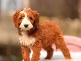 MALTİPOO CİNSİ YAVRULAR EV ÜRETİMİ