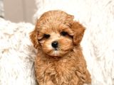 TOY POODLE SEVİMLİ YAVRULAR EV ÜRETİMİ