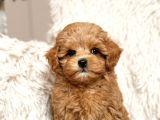 Toy Poodle Sevi̇mli̇ Yavrular Ev Üreti̇mi̇
