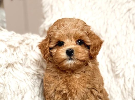 Toy Poodle Sevi̇mli̇ Yavrular Ev Üreti̇mi̇ görsel