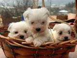 Kore Kan Maltese Terrier