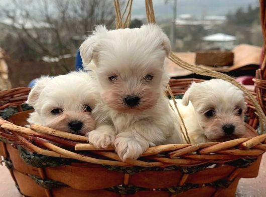 Kore Kan Maltese Terrier görsel