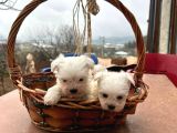Kore Kan Maltese Terrier