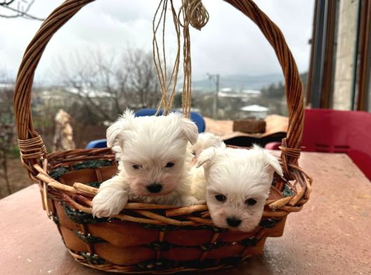 Kore Kan Maltese Terrier görsel