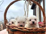 Kore Kan Maltese Terrier