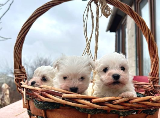 Kore Kan Maltese Terrier görsel