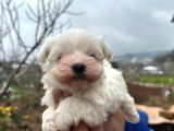 Kore Kan Maltese Terrier