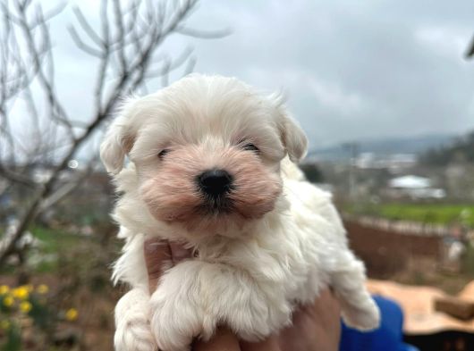 Kore Kan Maltese Terrier görsel