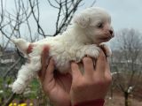 KORE KAN MALTESE TERRIER