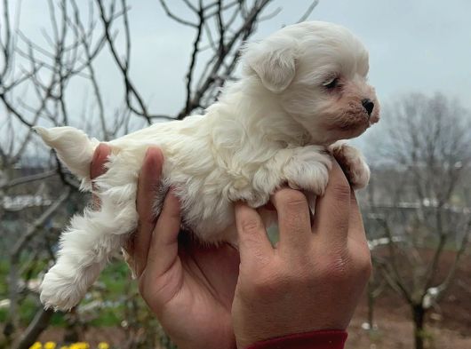 Kore Kan Maltese Terrier