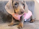 Özenle Yetiştirilen Üst Segment Show Kalite Dachshund Yavru