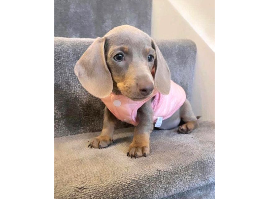 Özenle Yetiştirilen Üst Segment Show Kalite Dachshund Yavru görsel