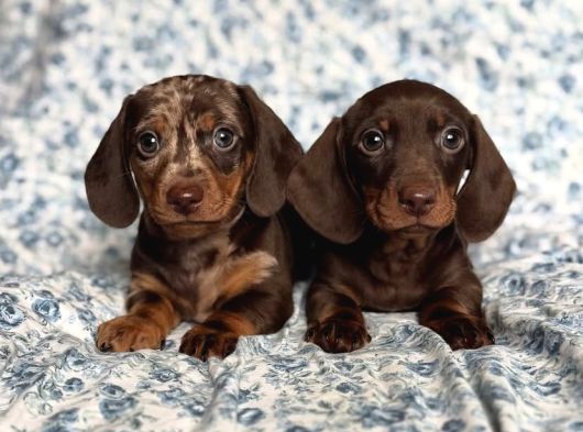 Ori̇ji̇nal Dachshund Yavrular  Sağlikli Ve Safkan görsel