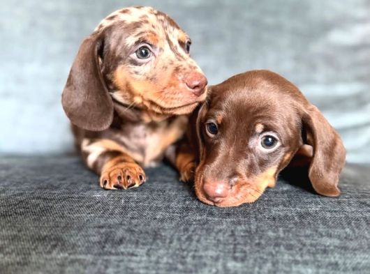 Özenle yetiştirilen üst segment show kalite Dachshund yavru