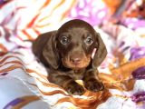 Ori̇ji̇nal Dachshund Yavrular  Sağlikli Ve Safkan