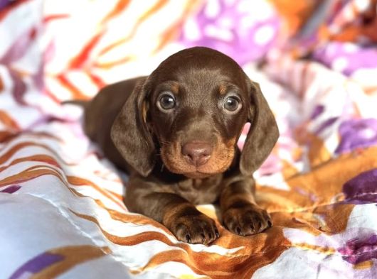 Ori̇ji̇nal Dachshund Yavrular  Sağlikli Ve Safkan görsel
