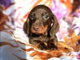 ORİJİNAL DACHSHUND YAVRULAR  SAĞLIKLI VE SAFKAN