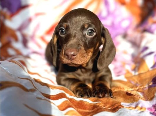 Ori̇ji̇nal Dachshund Yavrular  Sağlikli Ve Safkan