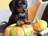 Özenle Yetiştirilen Üst Segment Show Kalite Dachshund Yavru