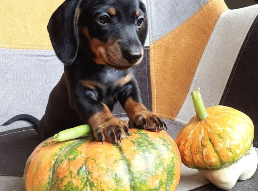 Özenle Yetiştirilen Üst Segment Show Kalite Dachshund Yavru görsel