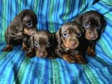 Ori̇ji̇nal Dachshund Yavrular  Sağlikli Ve Safkan