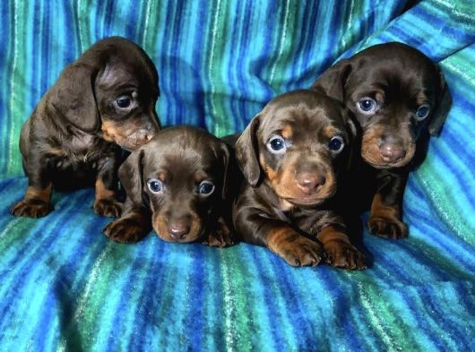 Ori̇ji̇nal Dachshund Yavrular  Sağlikli Ve Safkan görsel