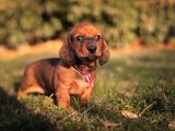 Orgi̇nal Secereli̇ Ev Doğumlu Yavrular