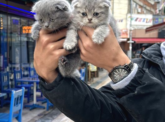 A Kalite Wc Eğitimli Sağlıklı