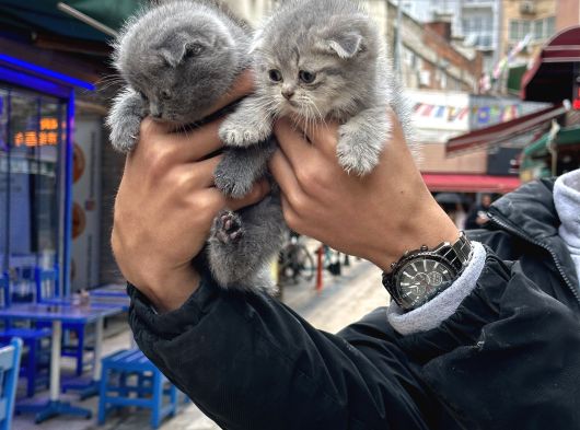 A Kalite Wc Eğitimli Sağlıklı görsel