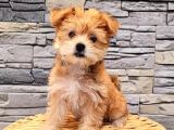 Morkie Yavrularımız