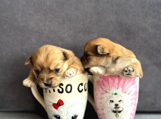 Morkie Yavrularımız görsel