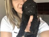 Toy Poodle Bebekler Renk Renk