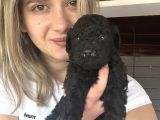 Toy Poodle Bebekler Renk Renk