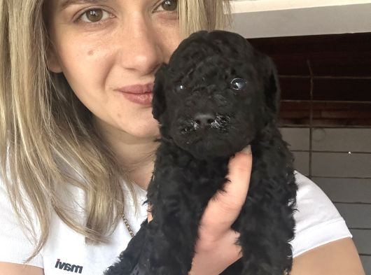 Toy Poodle Bebekler Renk Renk görsel