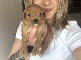 Toy Poodle Bebekler Renk Renk